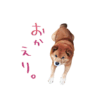 茨城弁雑種犬スタンプ（個別スタンプ：6）