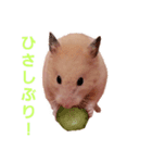 ハムスターのしょこら1改（個別スタンプ：4）