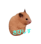 ハムスターのしょこら1改（個別スタンプ：5）