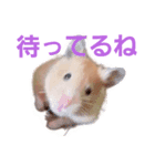 ハムスターのしょこら1改（個別スタンプ：6）