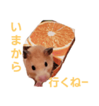 ハムスターのしょこら1改（個別スタンプ：7）