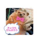 ハリネズミのはるちゃん♪（個別スタンプ：2）
