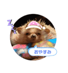 ハリネズミのはるちゃん♪（個別スタンプ：5）