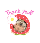 ハリネズミのはるちゃん♪（個別スタンプ：13）