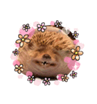 ハリネズミのはるちゃん♪（個別スタンプ：20）