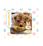 ハリネズミのはるちゃん♪（個別スタンプ：21）