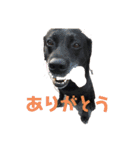 愛しのラブちゃんと仲間達（個別スタンプ：1）