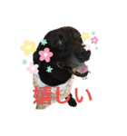 愛しのラブちゃんと仲間達（個別スタンプ：19）