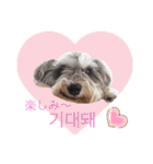 ミニチュアシュナウザー shelly's ハングル（個別スタンプ：17）