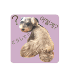 ミニチュアシュナウザー shelly's ハングル（個別スタンプ：23）