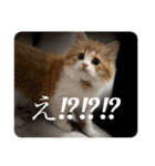 世界一かわいい赤ちゃんねこ（個別スタンプ：1）