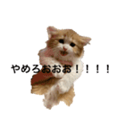 世界一かわいい赤ちゃんねこ（個別スタンプ：4）