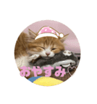 世界一かわいい赤ちゃんねこ（個別スタンプ：5）