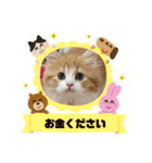 世界一かわいい赤ちゃんねこ（個別スタンプ：6）