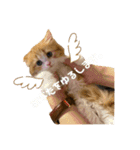世界一かわいい赤ちゃんねこ（個別スタンプ：8）