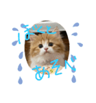 世界一かわいい赤ちゃんねこ（個別スタンプ：9）