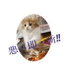 世界一かわいい赤ちゃんねこ（個別スタンプ：10）