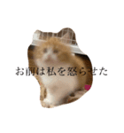 世界一かわいい赤ちゃんねこ（個別スタンプ：11）