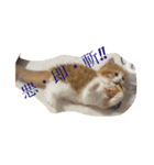 世界一かわいい赤ちゃんねこ（個別スタンプ：12）