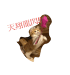 世界一かわいい赤ちゃんねこ（個別スタンプ：13）