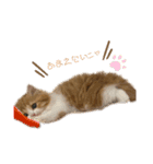 世界一かわいい赤ちゃんねこ（個別スタンプ：14）