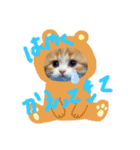 世界一かわいい赤ちゃんねこ（個別スタンプ：16）
