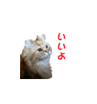 ココちゃんスタンプDX（個別スタンプ：2）