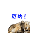 ココちゃんスタンプDX（個別スタンプ：3）