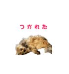 ココちゃんスタンプDX（個別スタンプ：4）