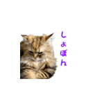 ココちゃんスタンプDX（個別スタンプ：5）