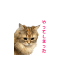 ココちゃんスタンプDX（個別スタンプ：6）