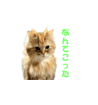 ココちゃんスタンプDX（個別スタンプ：10）