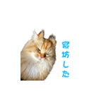 ココちゃんスタンプDX（個別スタンプ：11）