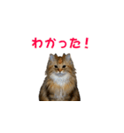 ココちゃんスタンプDX（個別スタンプ：16）