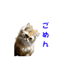 ココちゃんスタンプDX（個別スタンプ：17）