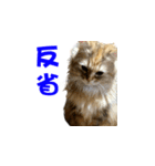 ココちゃんスタンプDX（個別スタンプ：18）