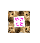 ココちゃんスタンプDX（個別スタンプ：20）