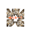 ココちゃんスタンプDX（個別スタンプ：22）