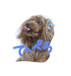 わんわん子（個別スタンプ：1）