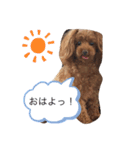 わんわん子（個別スタンプ：5）