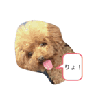 わんわん子（個別スタンプ：9）