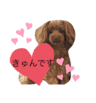わんわん子（個別スタンプ：11）