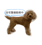 わんわん子（個別スタンプ：12）