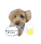 わんわん子（個別スタンプ：13）