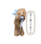 わんわん子（個別スタンプ：14）