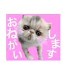 エキゾチックショートヘア♡きのこちゃん♡（個別スタンプ：1）