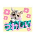 エキゾチックショートヘア♡きのこちゃん♡（個別スタンプ：2）