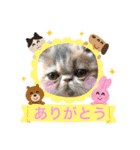 エキゾチックショートヘア♡きのこちゃん♡（個別スタンプ：12）