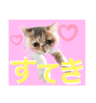 エキゾチックショートヘア♡きのこちゃん♡（個別スタンプ：20）