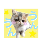 エキゾチックショートヘア♡きのこちゃん♡（個別スタンプ：23）
